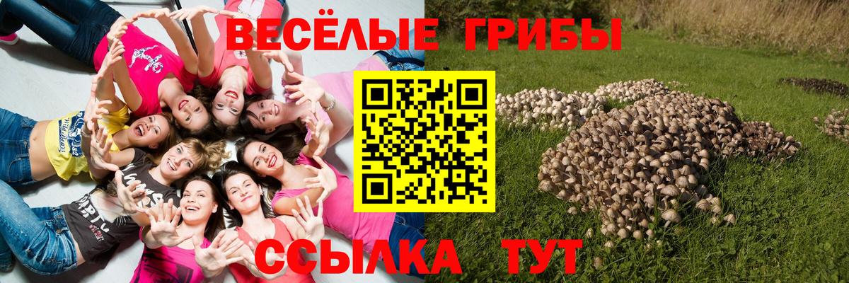 Псилоцибиновые грибы Cubensis Ульяновск
